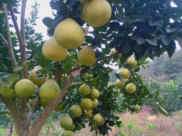 金蘭柚掛果狀