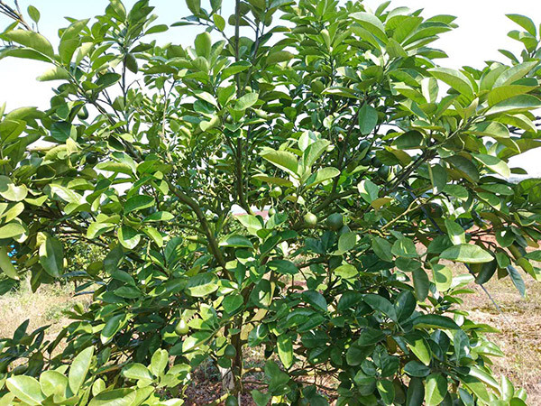 果園環(huán)境