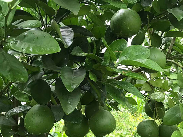 果園環(huán)境