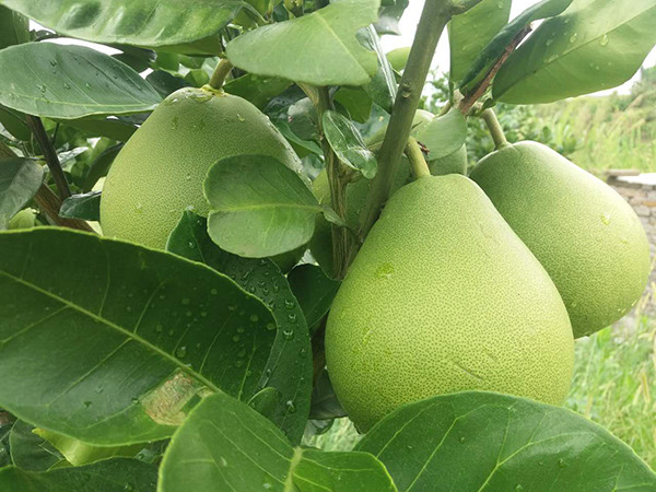 果園環(huán)境